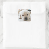 Sleepy Golden Labrador Puppy Vierkante Sticker (Tas)