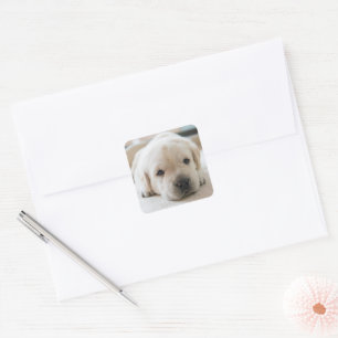 Sleepy Golden Labrador Puppy Vierkante Sticker
