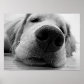 Sleepy Golden Poster (Voorkant)