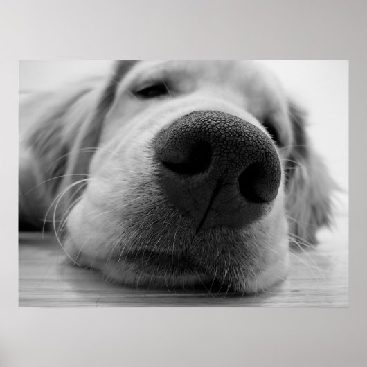 Sleepy Golden Poster (Voorkant)