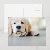 Sleepy Golden Retriever Puppy Briefkaart (Voorkant / Achterkant)