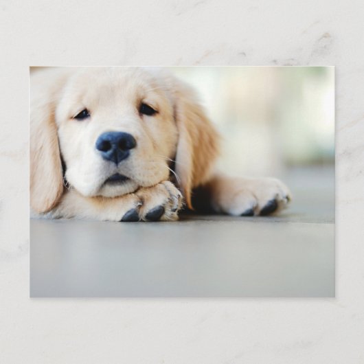 Sleepy Golden Retriever Puppy Briefkaart (Voorkant)