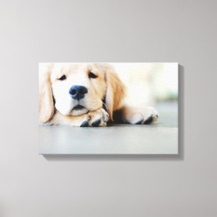 Sleepy Golden Retriever Puppy Canvas Afdruk