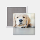 Sleepy Golden Retriever Puppy Magneet (Voorkant / Achterkant)