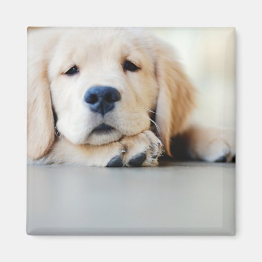 Sleepy Golden Retriever Puppy Magneet (Voorkant)