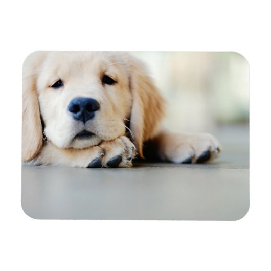 Sleepy Golden Retriever Puppy Magneet (Horizontaal)