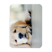Sleepy Golden Retriever Puppy Magneet (Verticaal)
