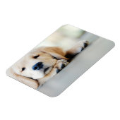 Sleepy Golden Retriever Puppy Magneet (Linkerzijde)