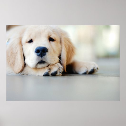 Sleepy Golden Retriever Puppy Poster (Voorkant)