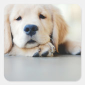 Sleepy Golden Retriever Puppy Vierkante Sticker (Voorkant)