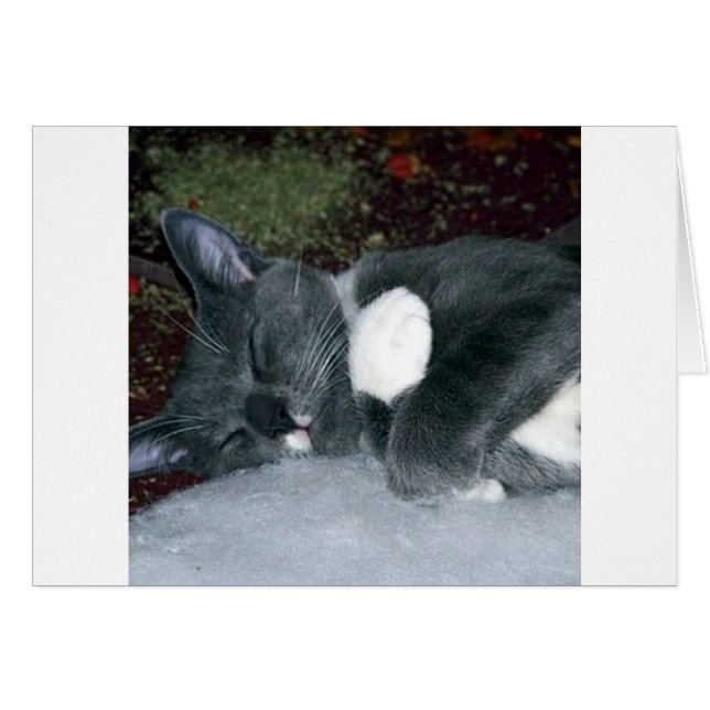 Sleepy Gus (Voorkant Horizontaal)