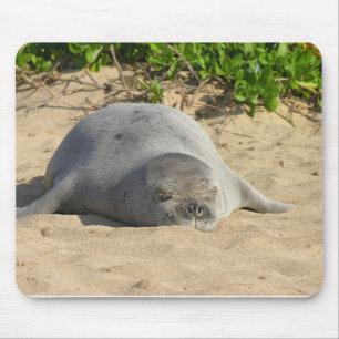 Sleepy Hawaiian Monk Seal Muismat