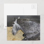 Sleepy Horse op de kermis Briefkaart (Voorkant / Achterkant)