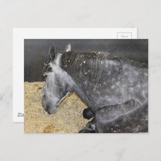 Sleepy Horse op de kermis Briefkaart (Voorkant / Achterkant)