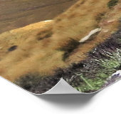 Sleepy Kea Poster (Hoek)