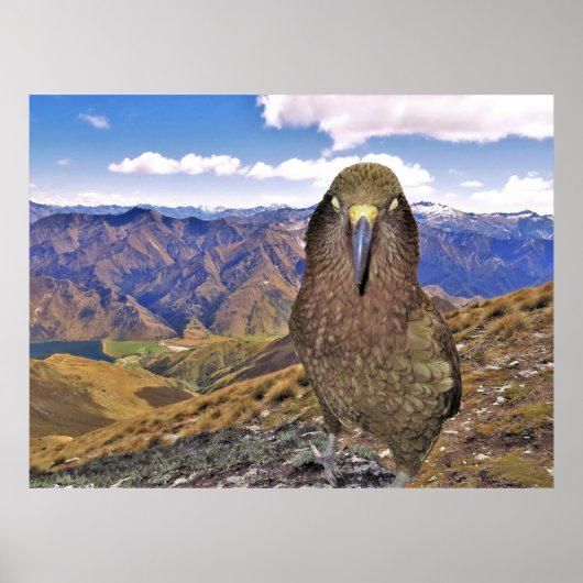 Sleepy Kea Poster (Voorkant)