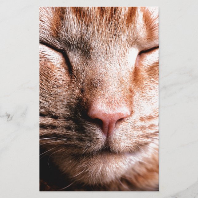 Sleepy Kitten (Voorkant)