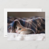 Sleepy Kitten Briefkaart (Voorkant / Achterkant)