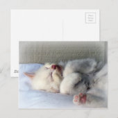 Sleepy Kitten Briefkaart (Voorkant / Achterkant)