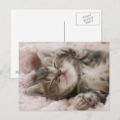 Sleepy Kitten Briefkaart (Voorkant / Achterkant)