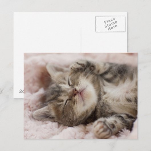 Sleepy Kitten Briefkaart (Voorkant / Achterkant)