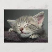 Sleepy Kitten Briefkaart (Voorkant)