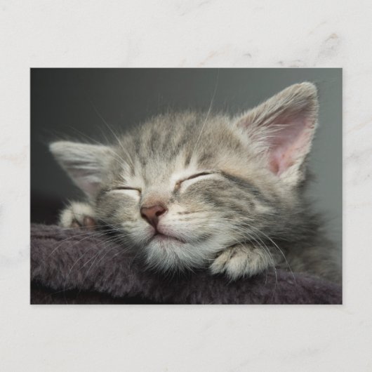 Sleepy Kitten Briefkaart (Voorkant)
