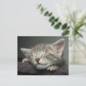 Sleepy Kitten Briefkaart (Staand voorkant)