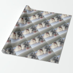 Sleepy Kitten Cadeaupapier