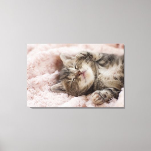 Sleepy Kitten Canvas Afdruk (Voorkant)