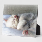 Sleepy Kitten Fotoplaat (Zijkant)