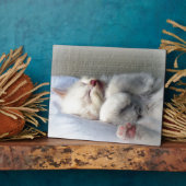 Sleepy Kitten Fotoplaat (Zijkant)