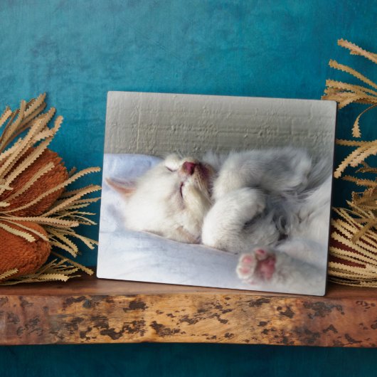 Sleepy Kitten Fotoplaat (Zijkant)