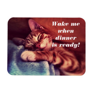 Sleepy Kitten Magent Magneet