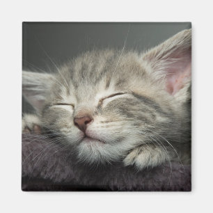 Sleepy Kitten Magneet