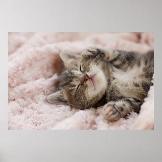 Sleepy Kitten Poster (Voorkant)