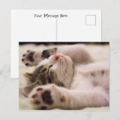 Sleepy Kitten | Uitgebreide poten Briefkaart (Voorkant / Achterkant)