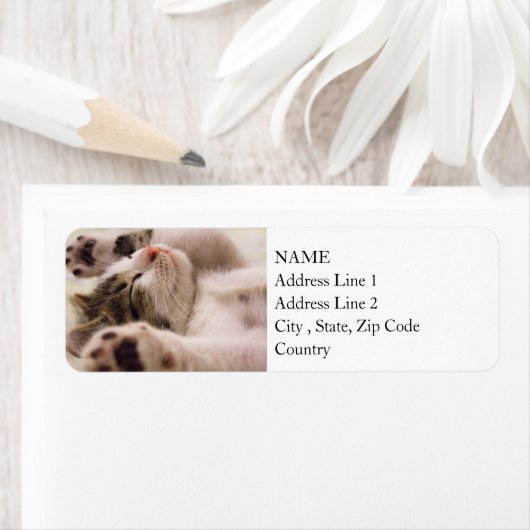 Sleepy Kitten | Uitgebreide poten Etiket (Insitu)