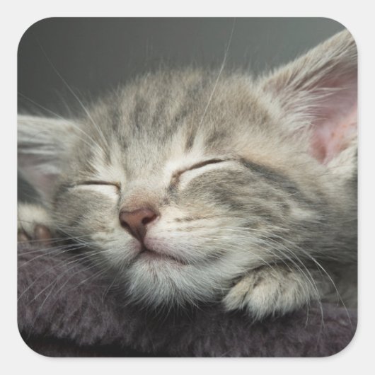 Sleepy Kitten Vierkante Sticker (Voorkant)