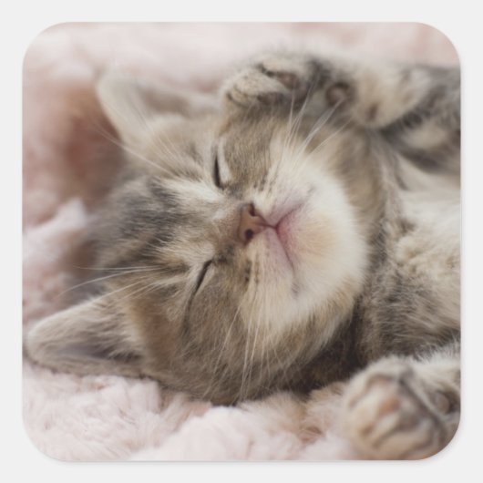Sleepy Kitten Vierkante Sticker (Voorkant)