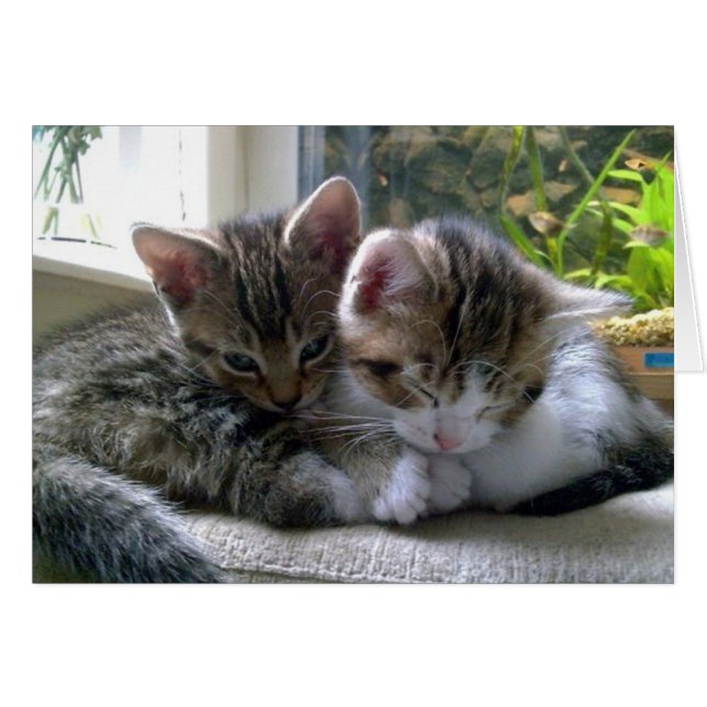 Sleepy Kittens (Voorkant Horizontaal)