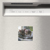 Sleepy Kittens Magneet (Insitu (Vaatwasser))