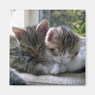 Sleepy Kittens Magneet