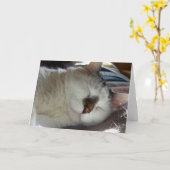 Sleepy kitty Birthday Kaart (Gele Bloem)