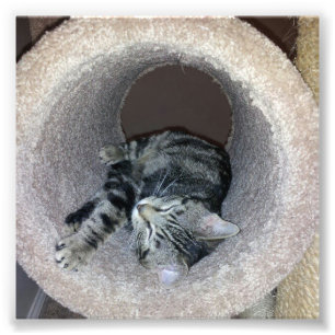 Sleepy Kitty Cat van Shirley Taylor Foto Afdruk