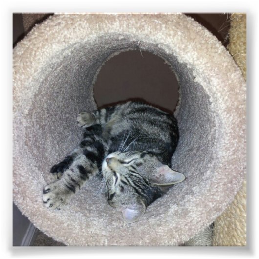 Sleepy Kitty Cat van Shirley Taylor Foto Afdruk (Voorkant)