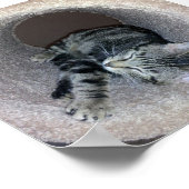 Sleepy Kitty Cat van Shirley Taylor Poster (Hoek)