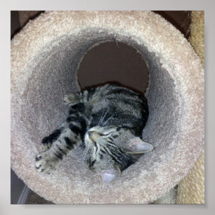 Sleepy Kitty Cat van Shirley Taylor Poster