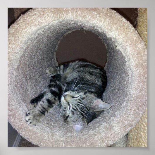 Sleepy Kitty Cat van Shirley Taylor Poster (Voorkant)