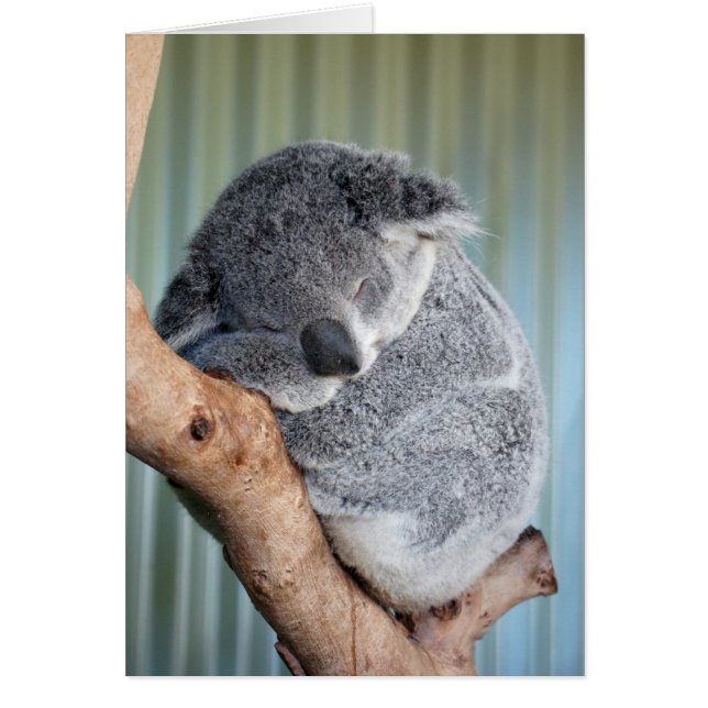 Sleepy Koala (Voorkant)